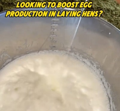 Haluatko lisätä kananmunien tuotantoa?